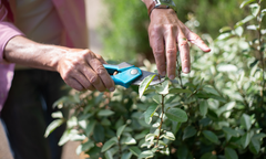 A close-up shot of a person’s hands using a pair of teal-handled hand pruners to trim a leafy green bush. One hand holds the pruners while the other gently steady the branch being cut.