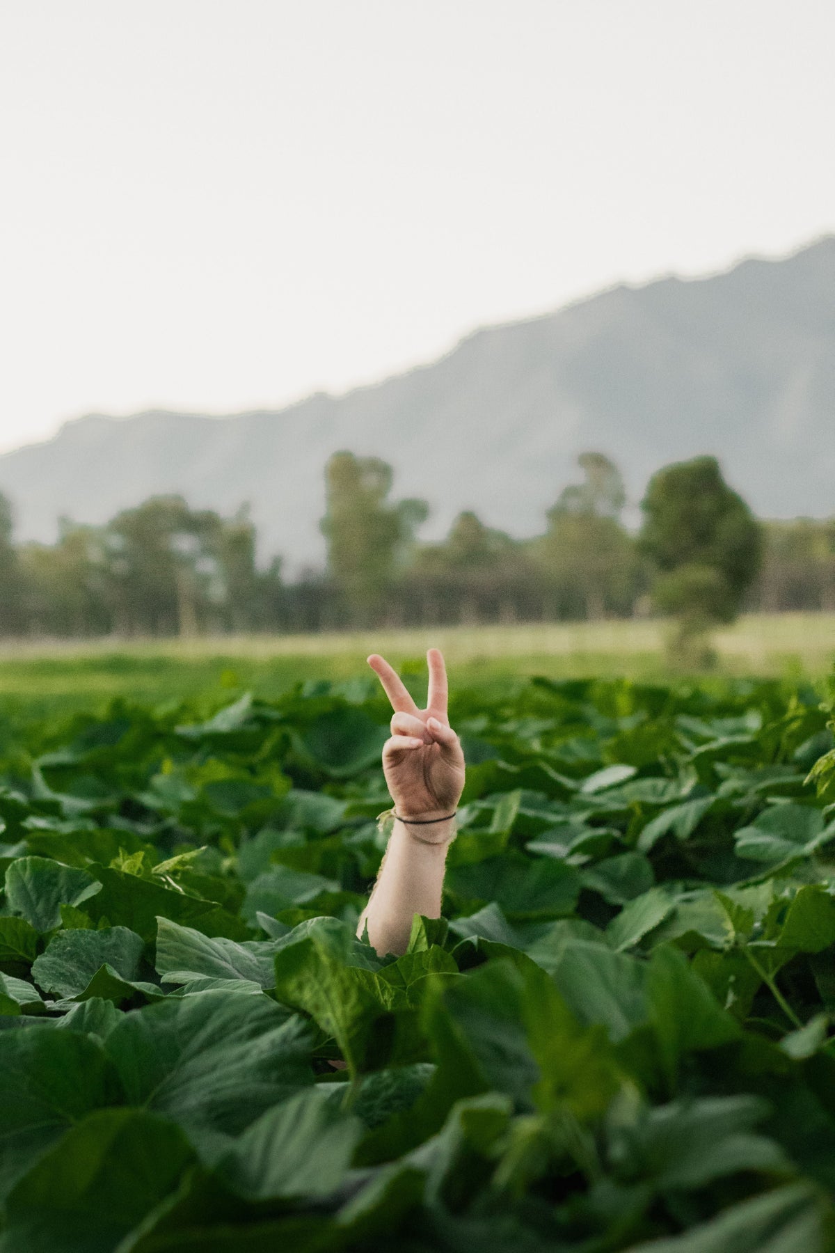 A peace sign from home-grown soybean plants, a sign of showing how to plant a victory garden