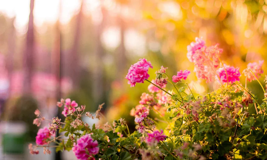 A cluster of vibrant pink geraniums in soft, warm sunlight. The background is a dreamy, blurred garden scene with golden light filtering through trees, creating a peaceful morning or late afternoon atmosphere.