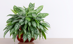 Un aglaonème luxuriant aux feuilles pointues panachées d'argent et de vert, planté dans un pot rouge arrondi posé sur une surface claire.