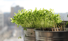 6 Simple Steps to Start Your Own Indoor Garden