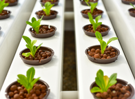 Young green lettuce plants growing in brown net pots filled with clay pebbles, arranged in rows within white hydroponic PVC grow channels.
