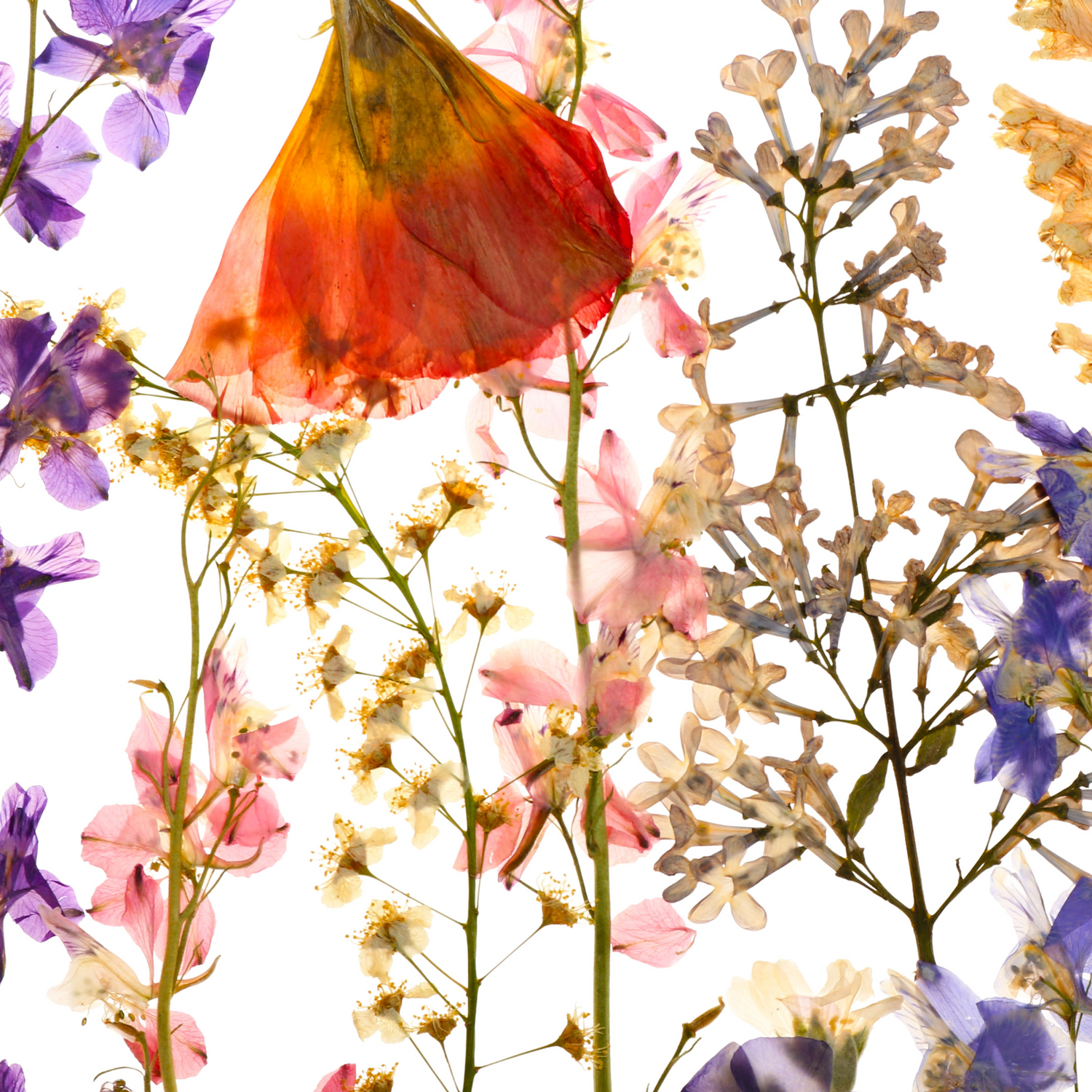 A high-key, vibrant floral composition on a white background. It features a large, translucent orange poppy at the top center, surrounded by various wild stems, pink blossoms, and delicate purple flowers.