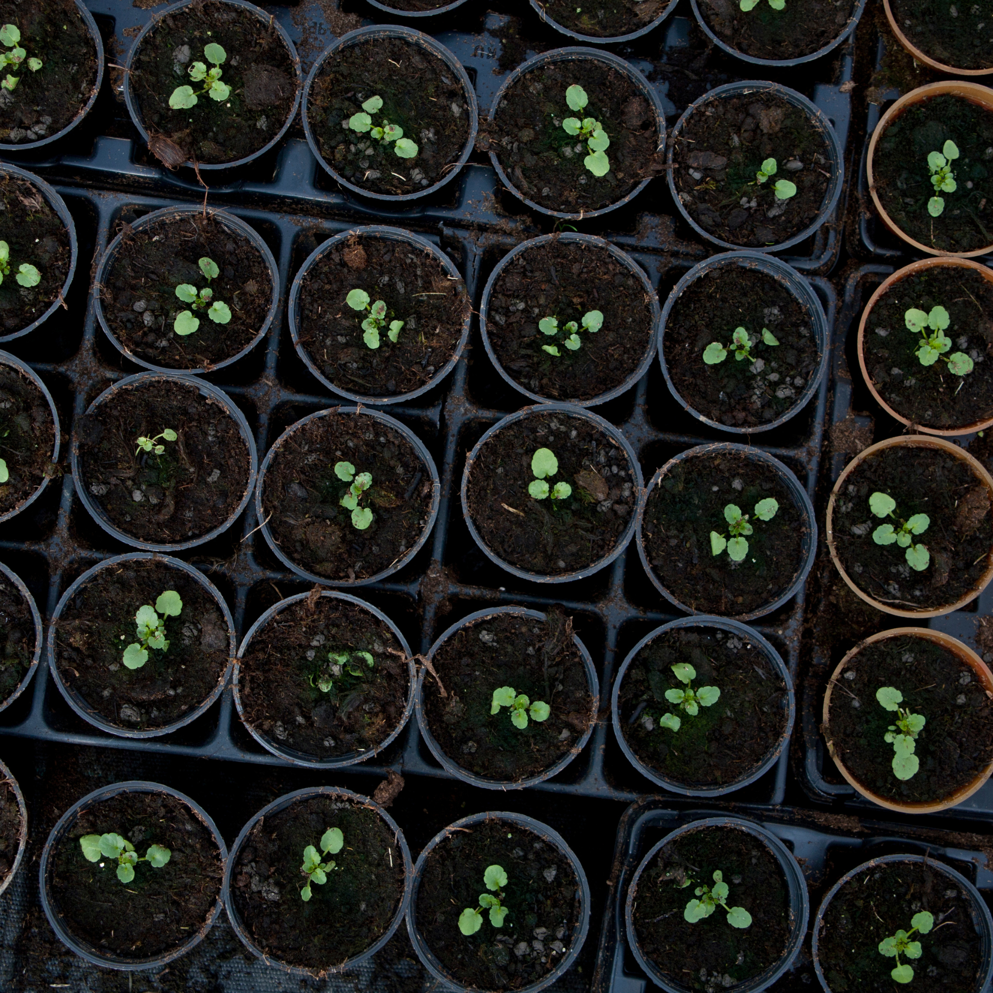 How to Start Your Seedlings Indoors the FoodCycler™ Way with a Food Waste Recycler