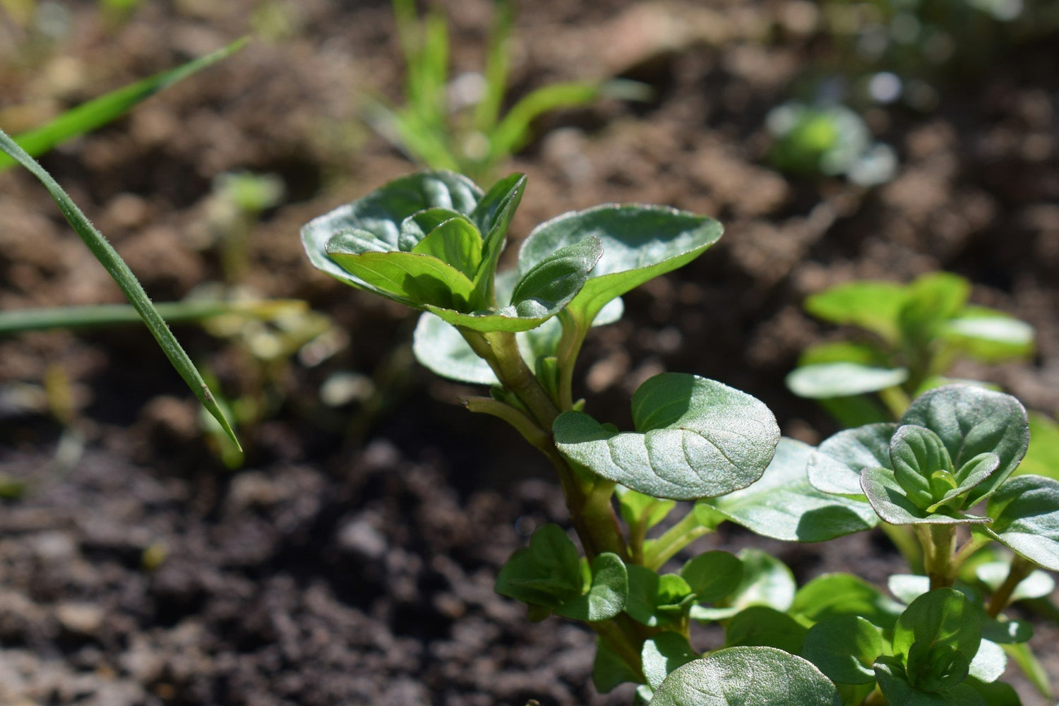 sprouts growing in a garden after improving soil
