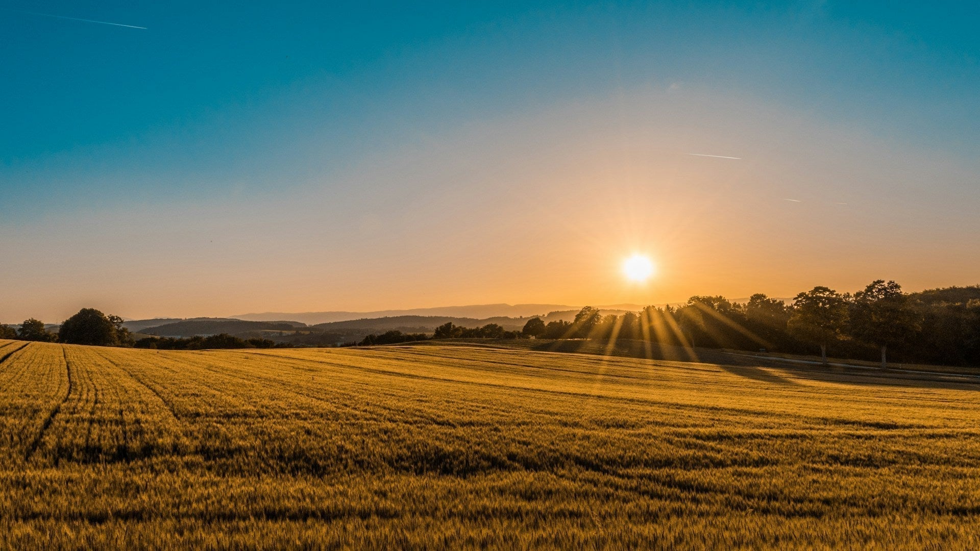 Sun shining over a field