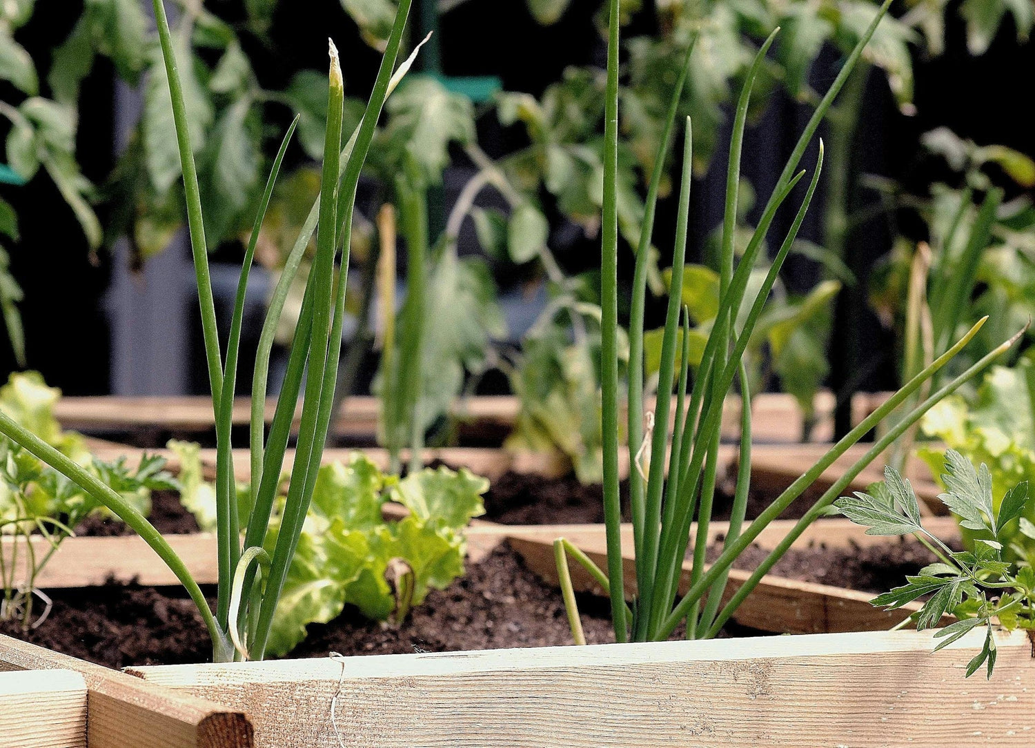 Gros plan sur un jardin urbain