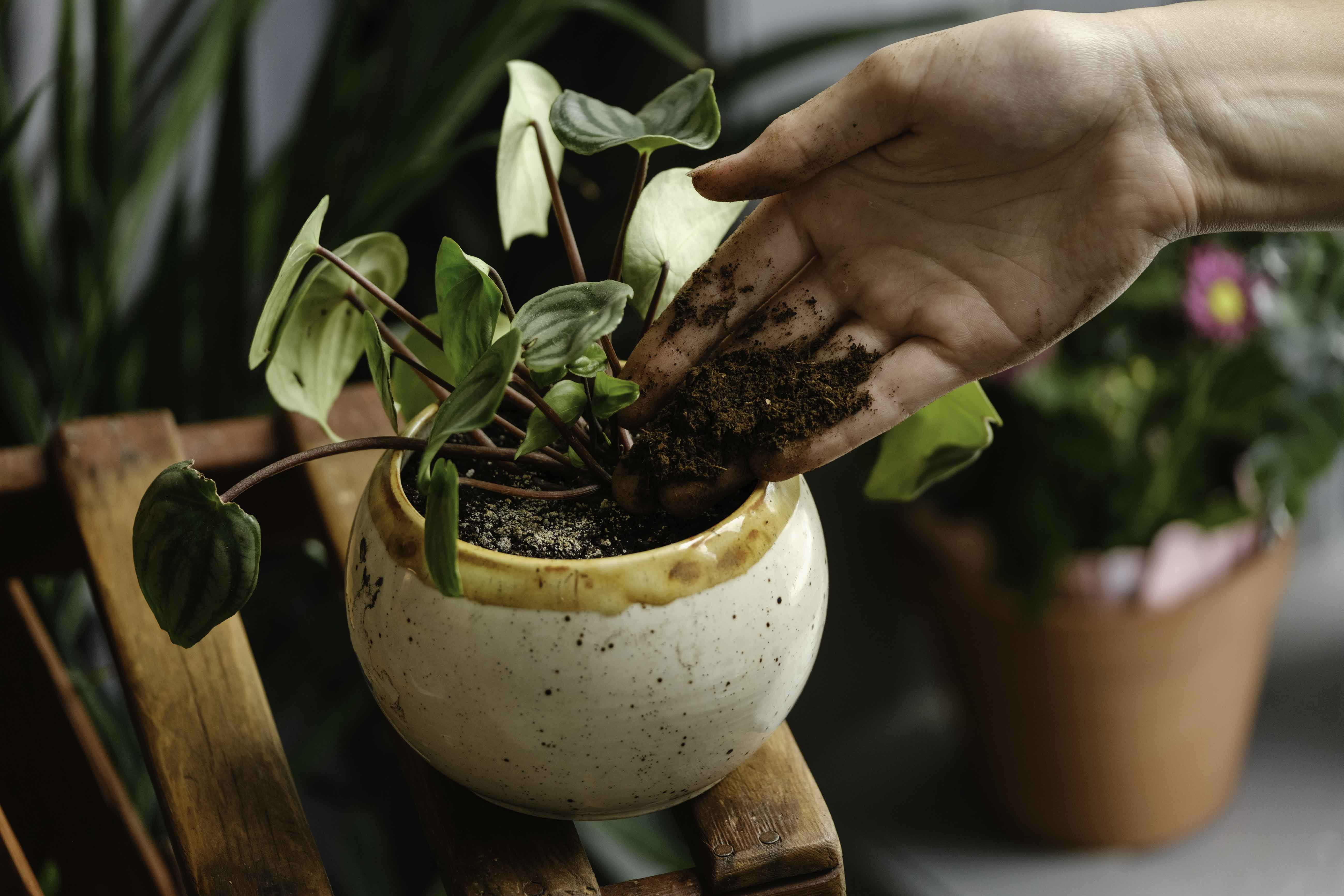 Hand putting Foodilizer into a potted plant